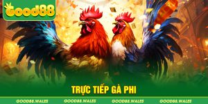 đá gà trực tiếp phi